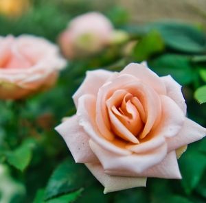 Meet your Posher, Carrie